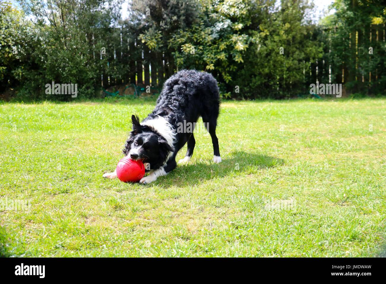 Border Collie mit roten Ball Spielzeug Stockfoto