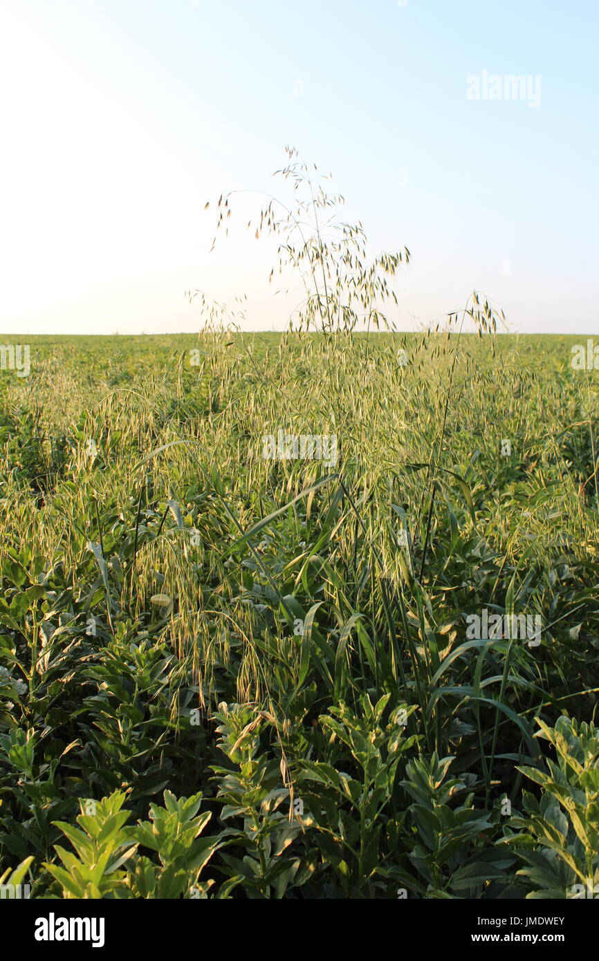 Flughafer in Bohnen Stockfoto