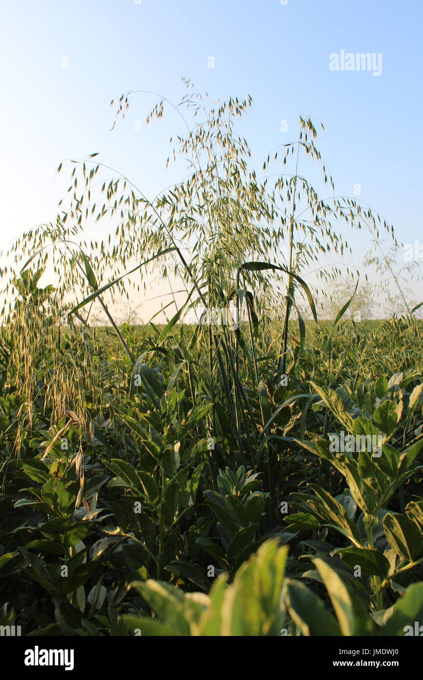Flughafer in Bohnen Stockfoto