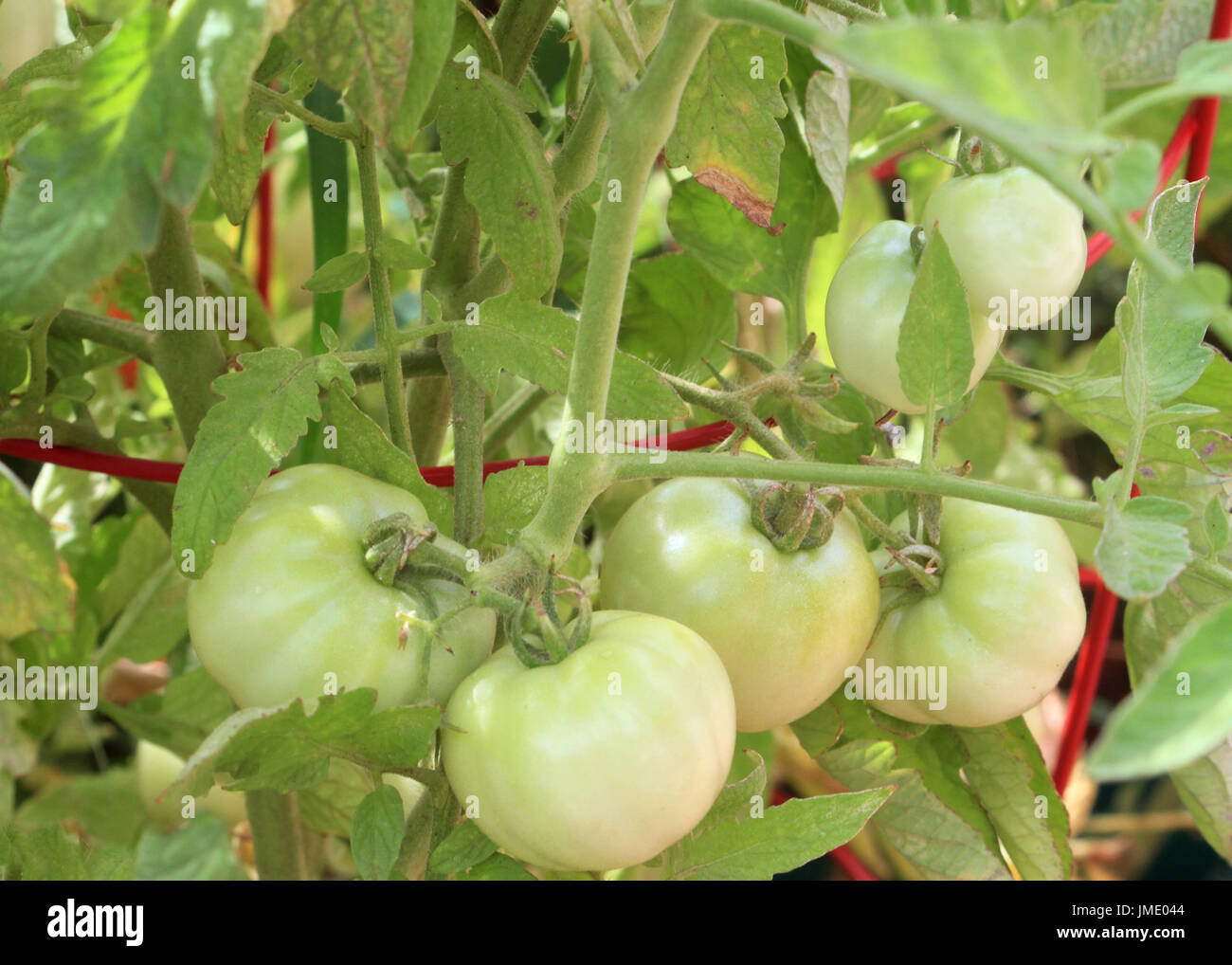 Tomaten sind am Rebstock in einen Käfig rote Tomaten Reifen. Stockfoto