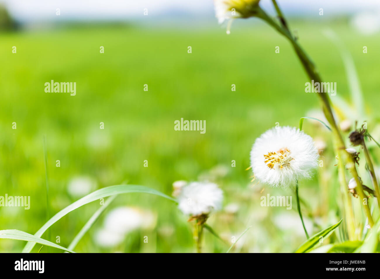 Makro Nahaufnahme von haarige weiße Löwenzahn zeigen Details, Texturen und bokeh Stockfoto