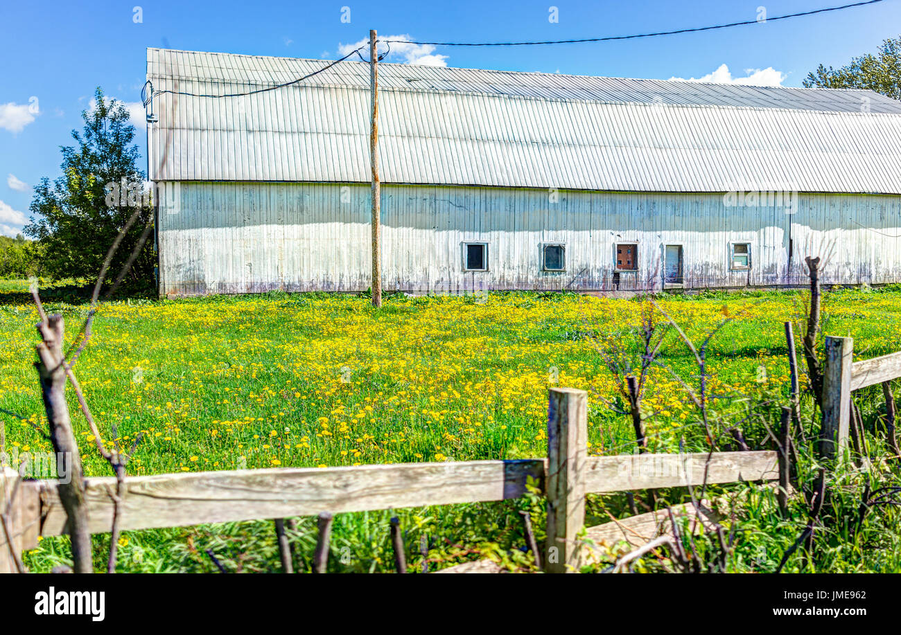 Große weiße Scheune Gebäude in Sommerlandschaft mit gelben Löwenzahn Blumen im Feld Wiese Stockfoto