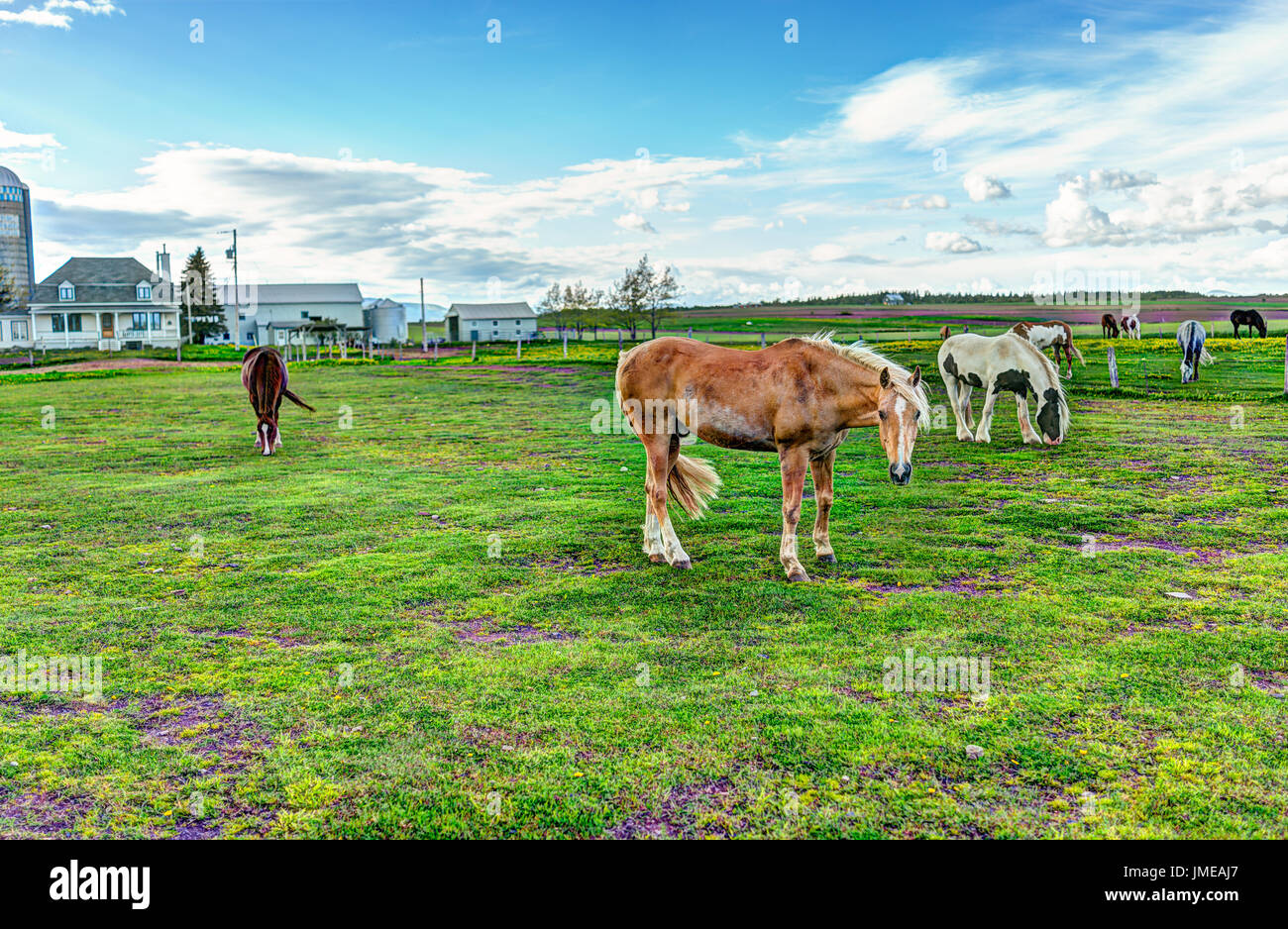 Pferde in stabilen Farm paddock, Weiden auf grünen Rasen in Landschaft Stockfoto