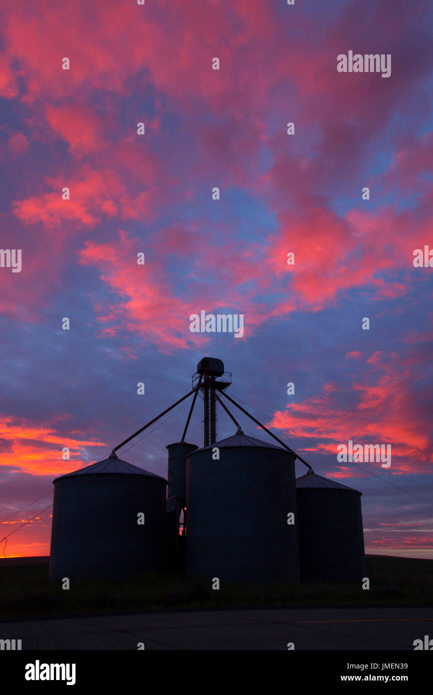 Clyde Korn bin Sonnenuntergang, Walla Walla County, Washington Stockfoto