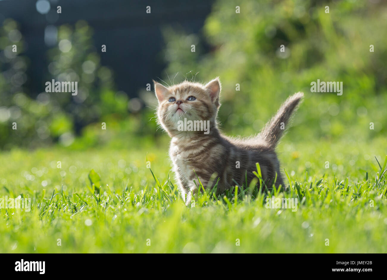 Kleine lustige Kätzchen auf dem grünen Rasen Stockfoto