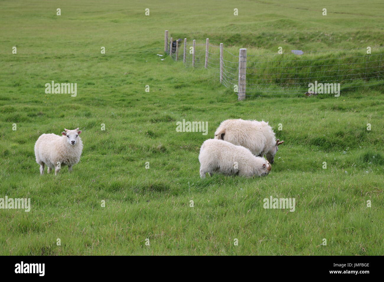 Isländisch - Island Schafe, Mutterschafe und Lämmer. Stockfoto