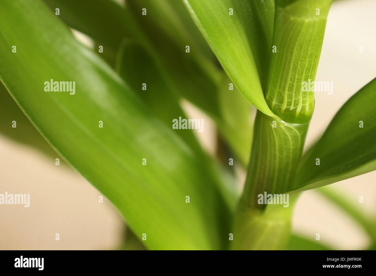 Die Stengel und Blätter einer aufrechten Orchidee Dendrobium Nobil Nahaufnahme Stockfoto