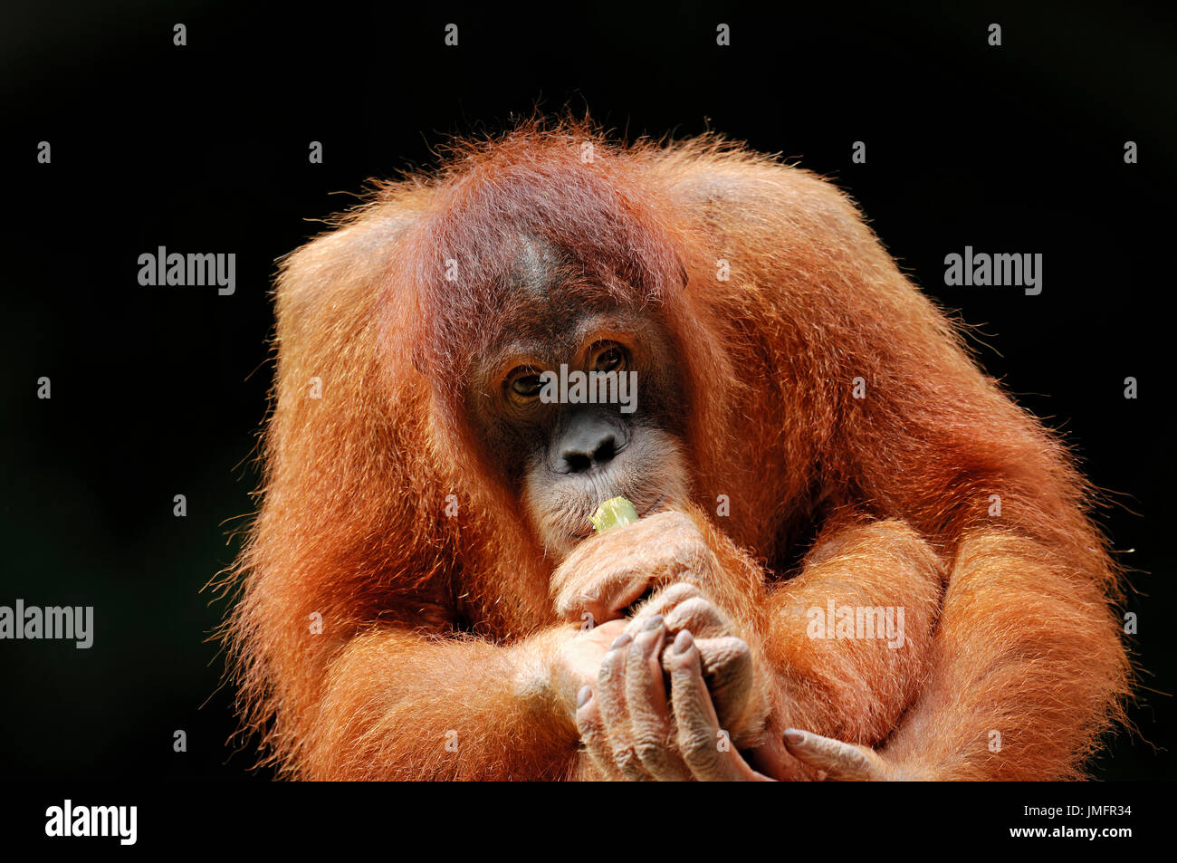 Junge Sumatra-Orang-Utan / (Pongo Pygmaeus Abelii, Pongo Abelii) / Sumatra Orang-Utan | Sumatra-Orang-Utan, Jungtier Stockfoto