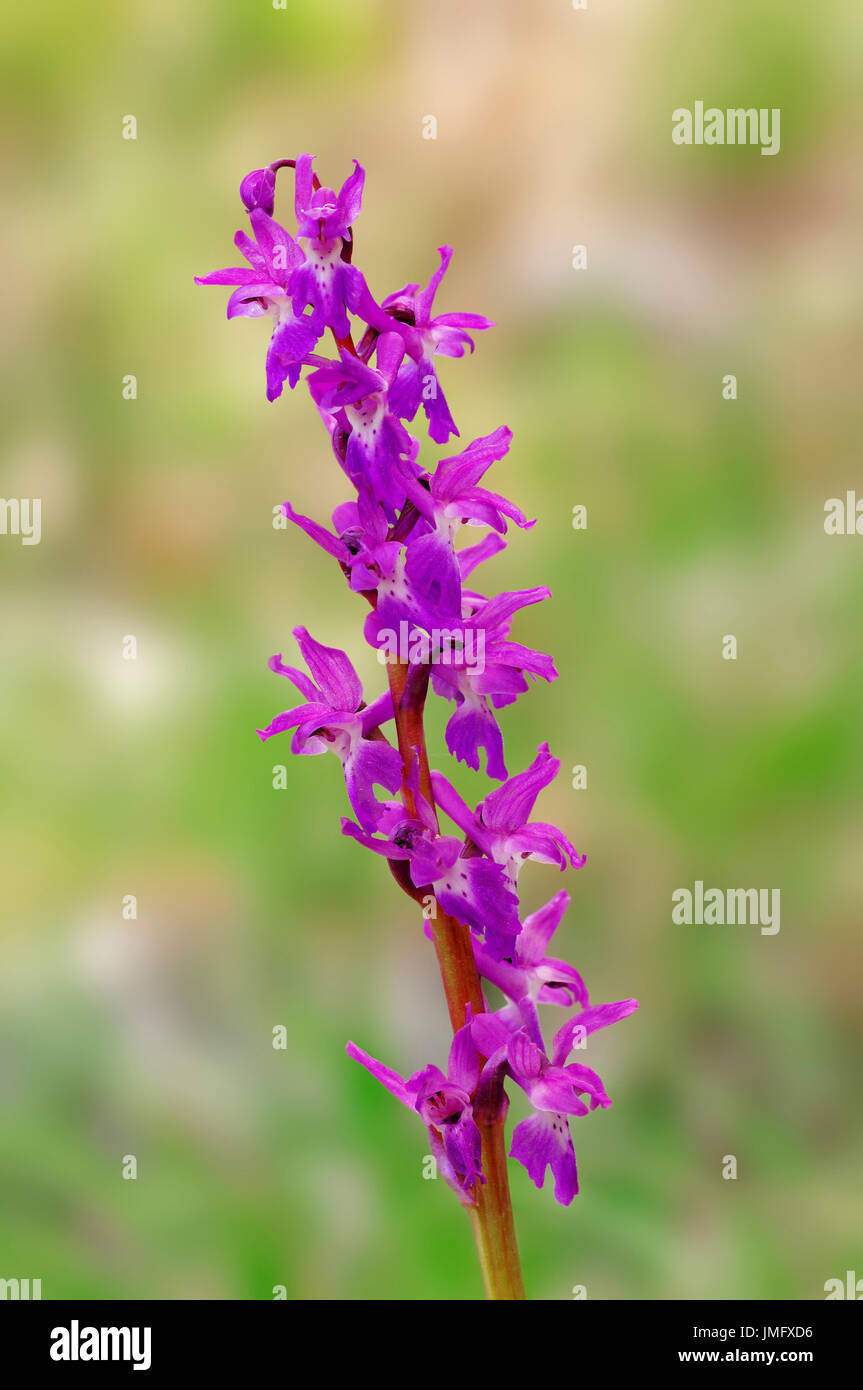 Frühe lila Orchidee, Provence, Südfrankreich / (Orchis Mascula) | Maennliches Knabenkraut, Provence Stockfoto