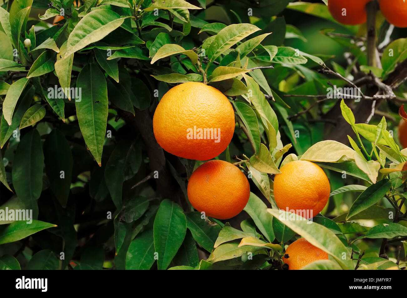 Sweet Orange, Früchte am Baum / (Citrus × Sinensis) | Apfelsine, Fruechte bin Baum / (Citrus × Sinensis) / Orange Stockfoto