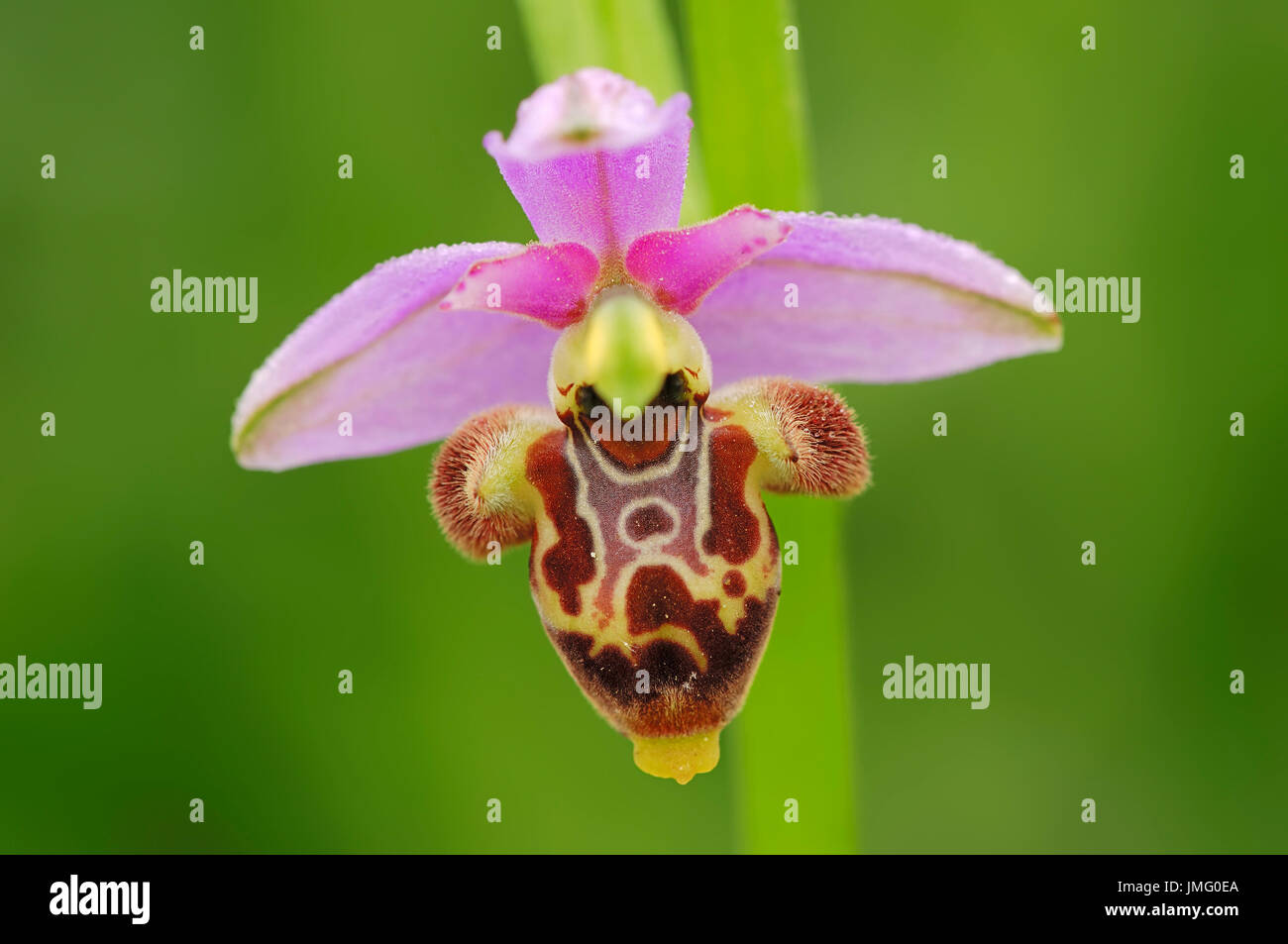 Waldschnepfe Bee-Orchidee, Provence, Südfrankreich / (Ophrys Scolopax) | Schnepfen-Ragwurz, Provence, Suedfrankreich Stockfoto