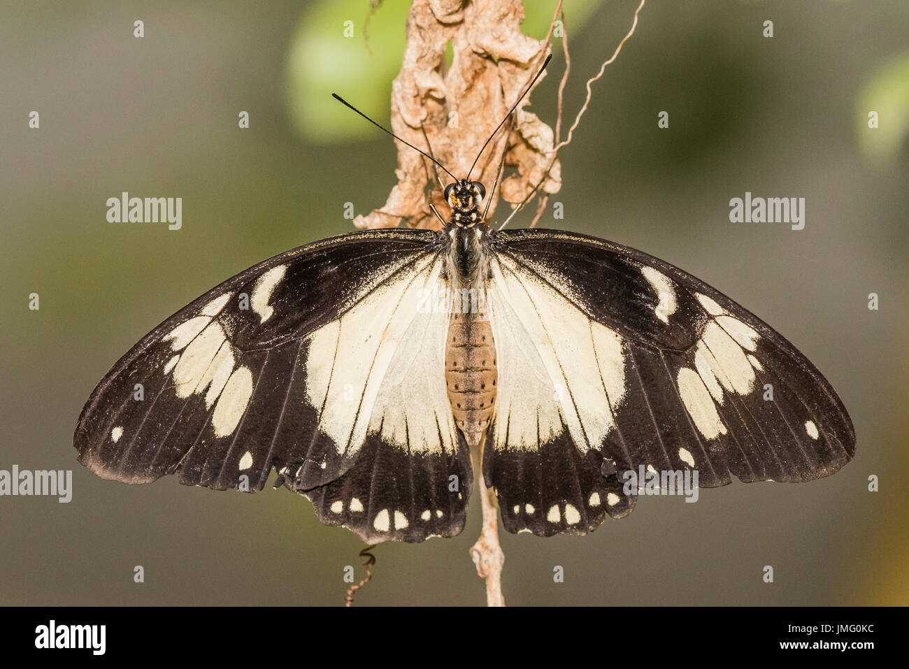 Ein erwachsener Spötter Schwalbenschwanz Schmetterling Stockfoto