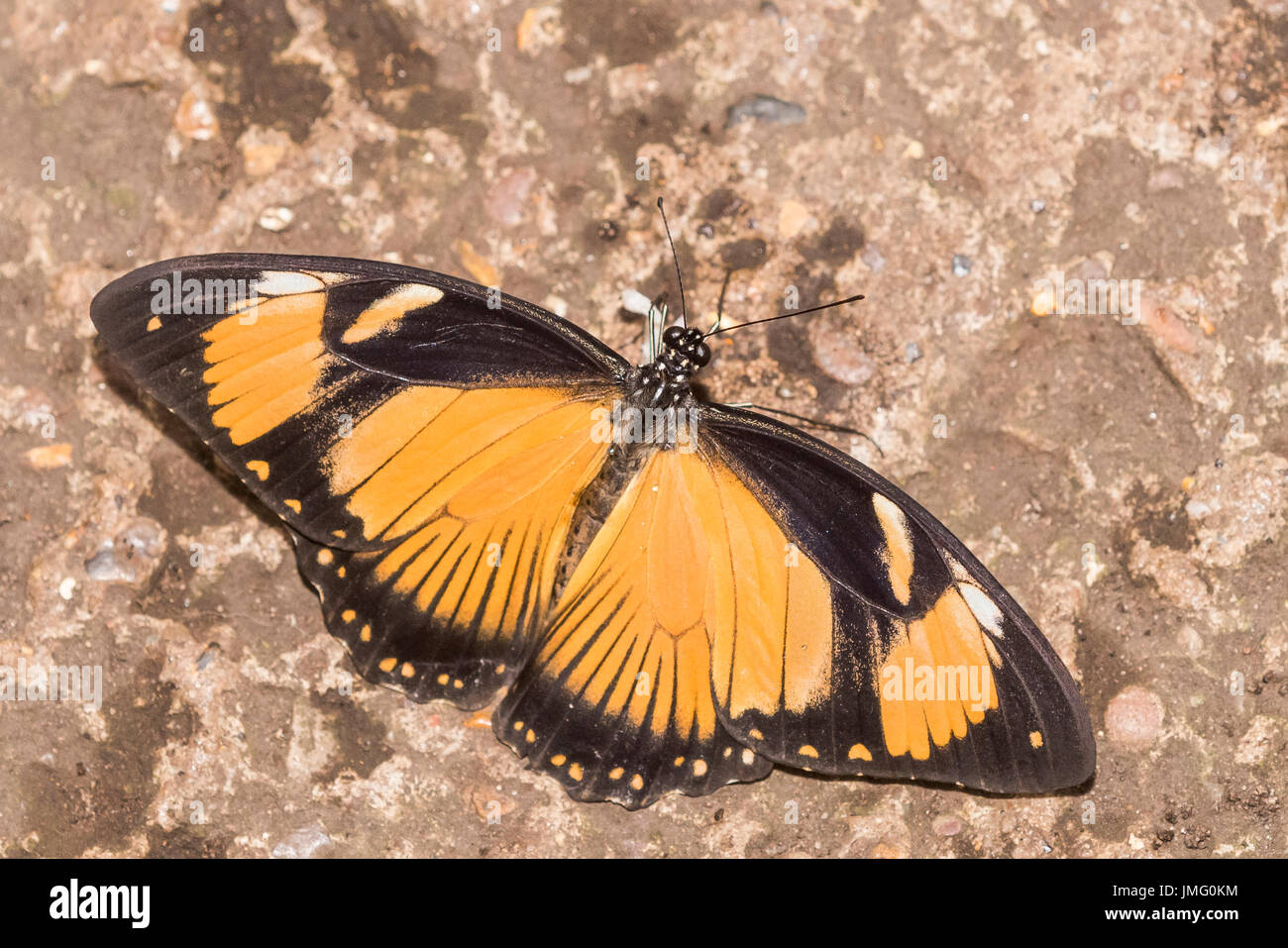 Ein erwachsener Spötter Schwalbenschwanz Schmetterling Stockfoto