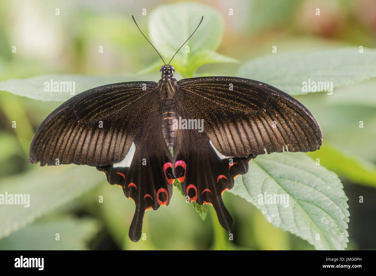 Ein erwachsener Rot Helen Schwalbenschwanz Schmetterling Stockfoto