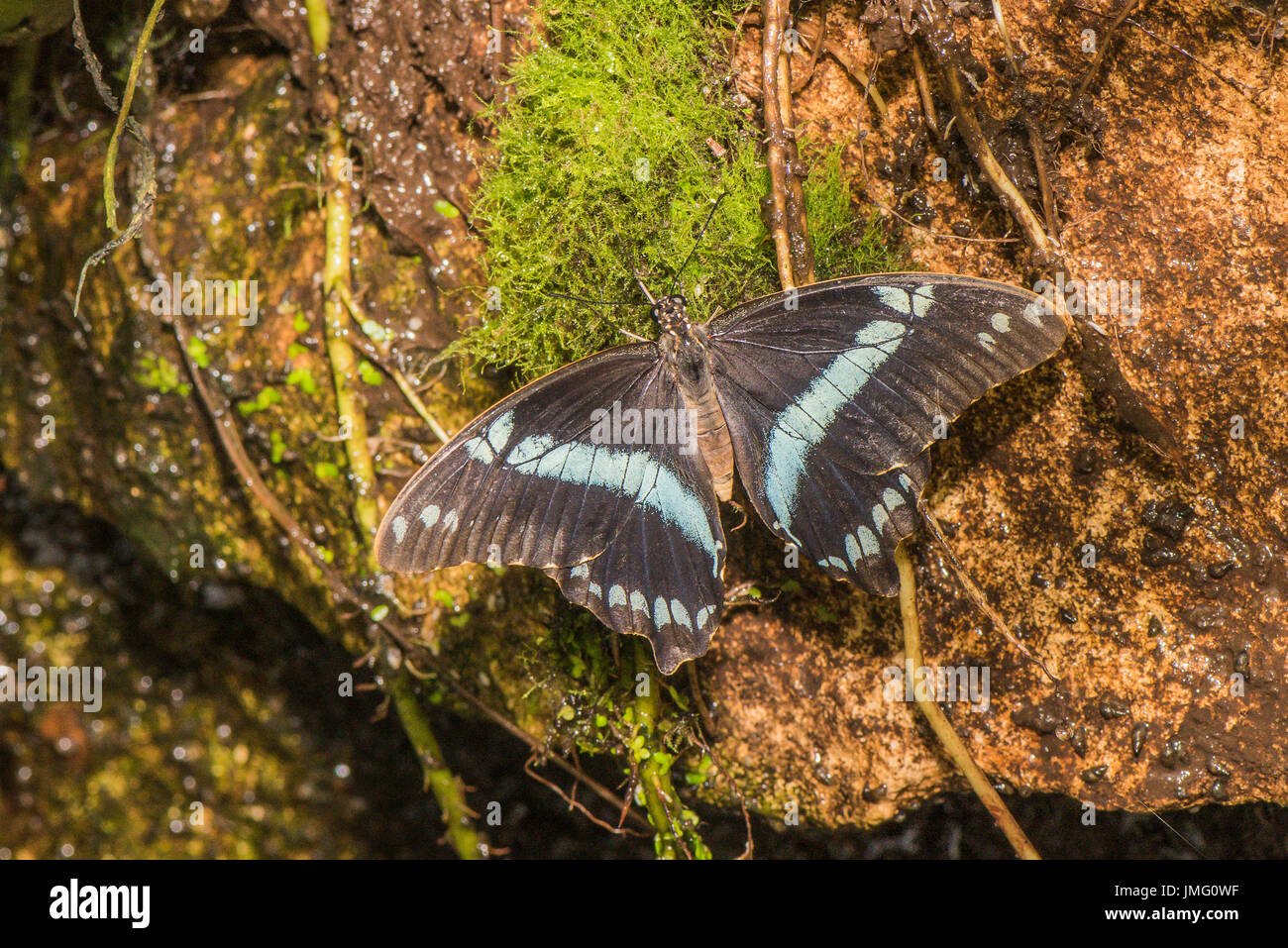 Die ruhephase schmalen Bändern Schwalbenschwanz Schmetterling Stockfoto