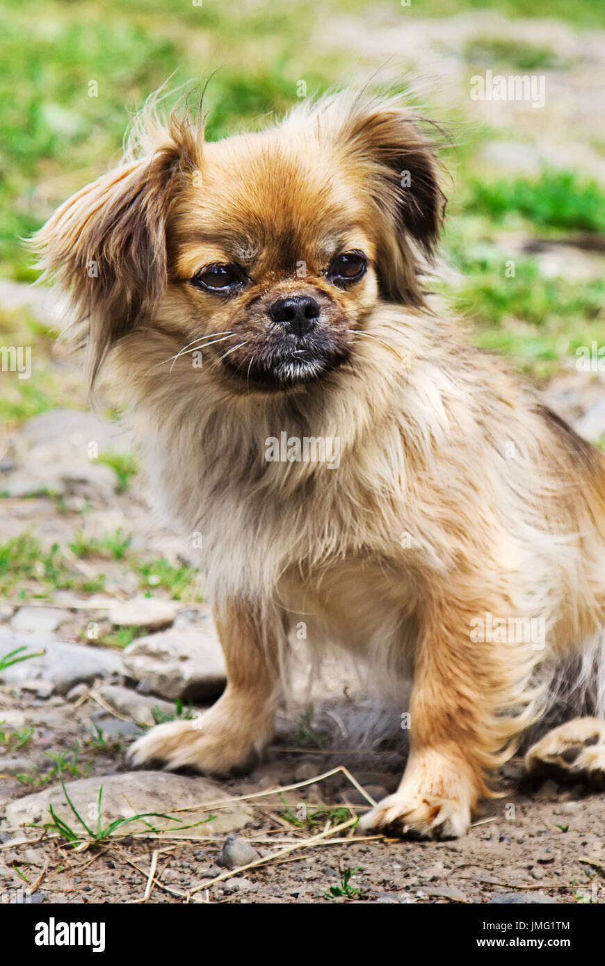 Porträt der Pekinese Hund auf einer Wiese im freien Stockfotografie - Alamy
