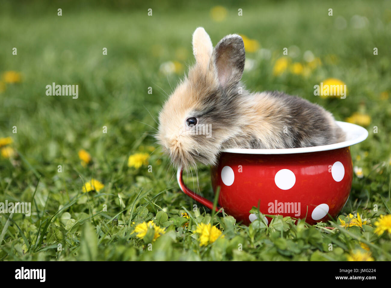 Zwerg Kaninchen. Junge in einem roten Nachttopf mit weißen Tupfen auf einer blühenden Wiese. Deutschland Stockfoto