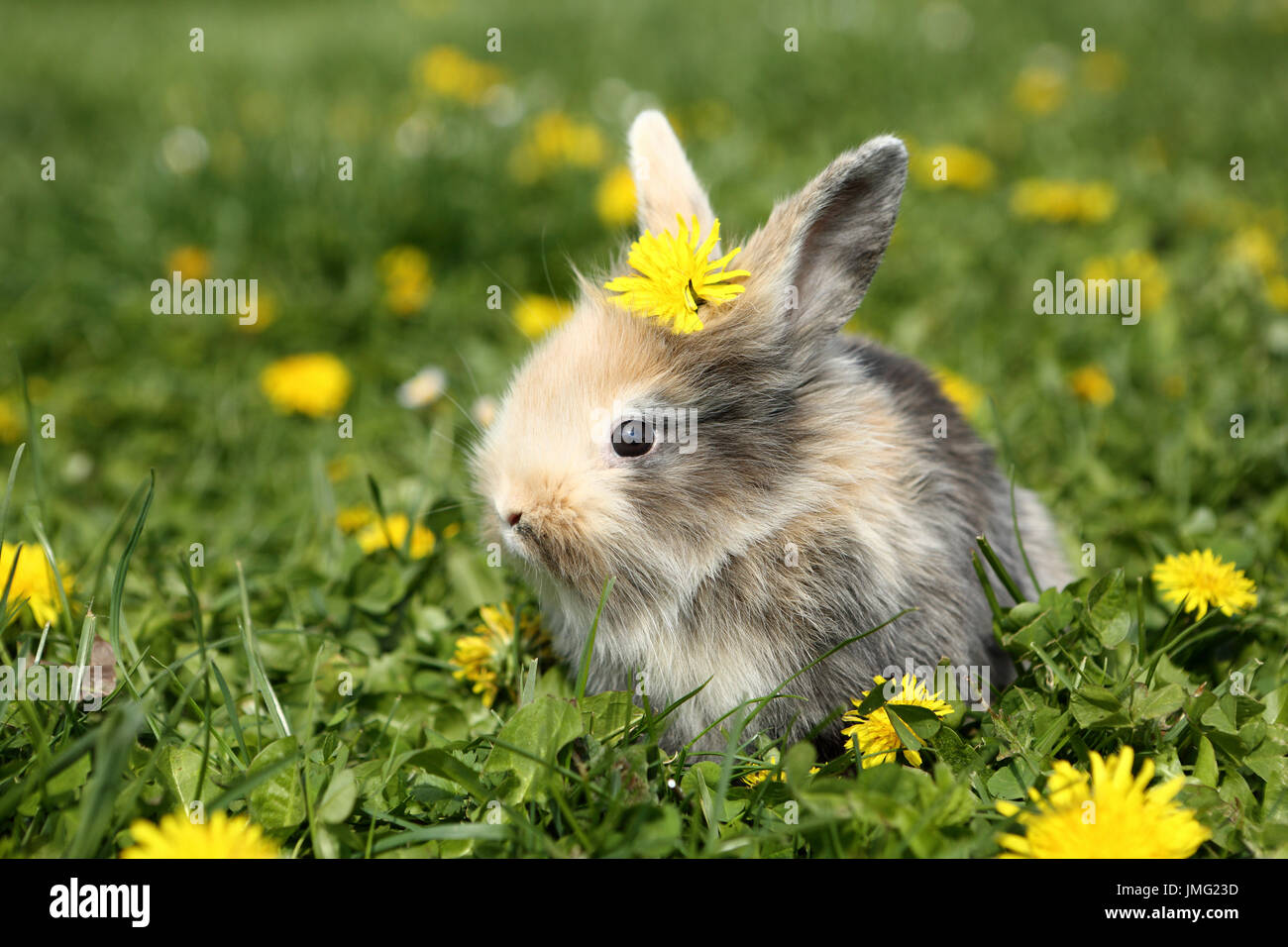 Zwerg Kaninchen. Junge sitzt auf einer Wiese, eine gelbe Blume auf dem Kopf tragen. Deutschland Stockfoto