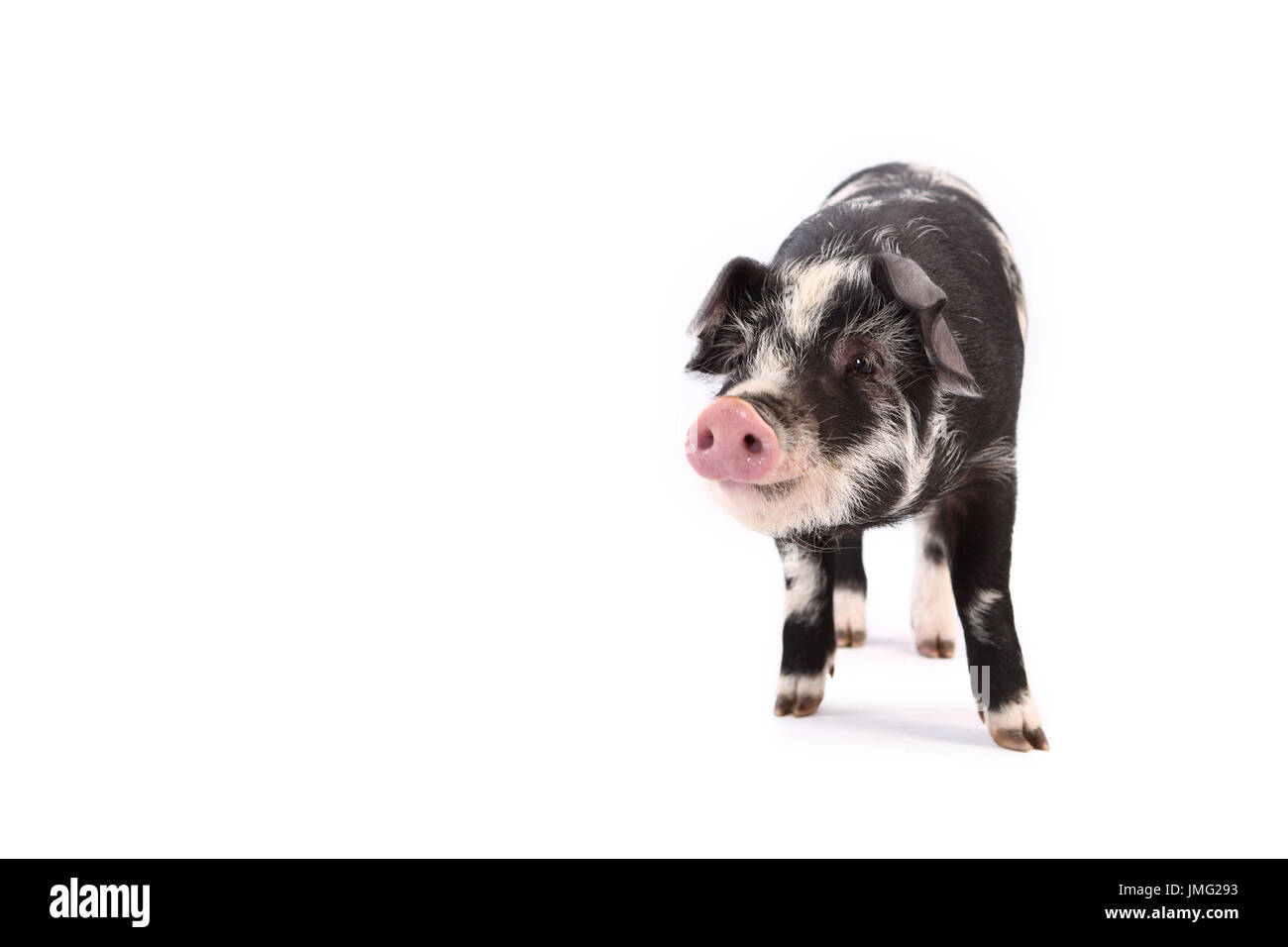 Turopolje Schweine. Ferkel stehend. Studio Bild vor einem weißen Hintergrund. Deutschland Stockfoto