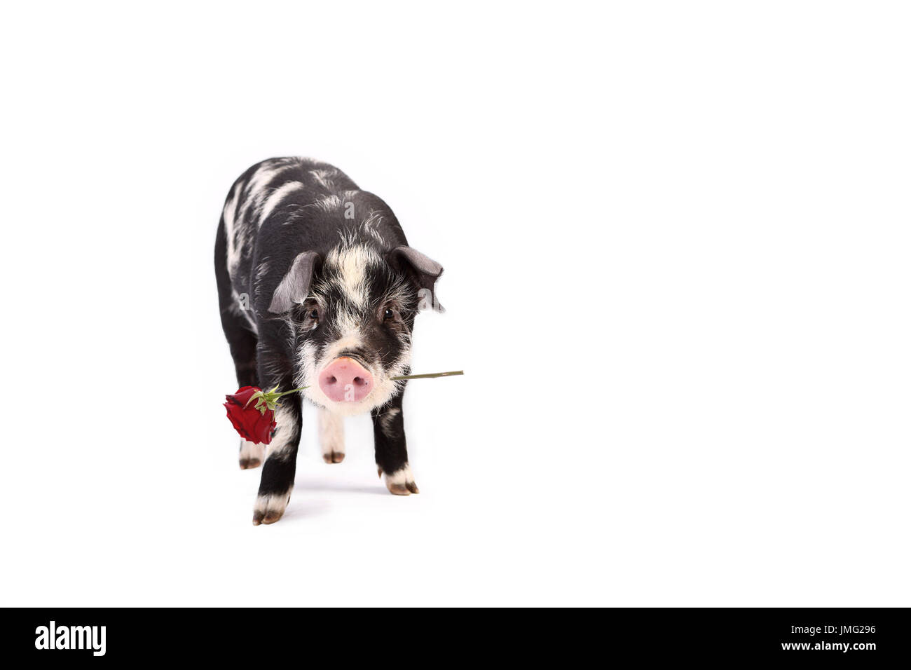 Turopolje Schweine. Ferkel stehen während des Tragens einer roten Rose im Maul. Studio Bild vor einem weißen Hintergrund. Deutschland Stockfoto