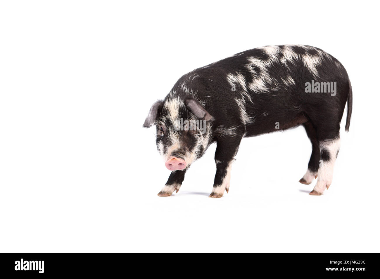 Turopolje Schweine. Ferkel stehend. Studio Bild vor einem weißen Hintergrund. Deutschland Stockfoto