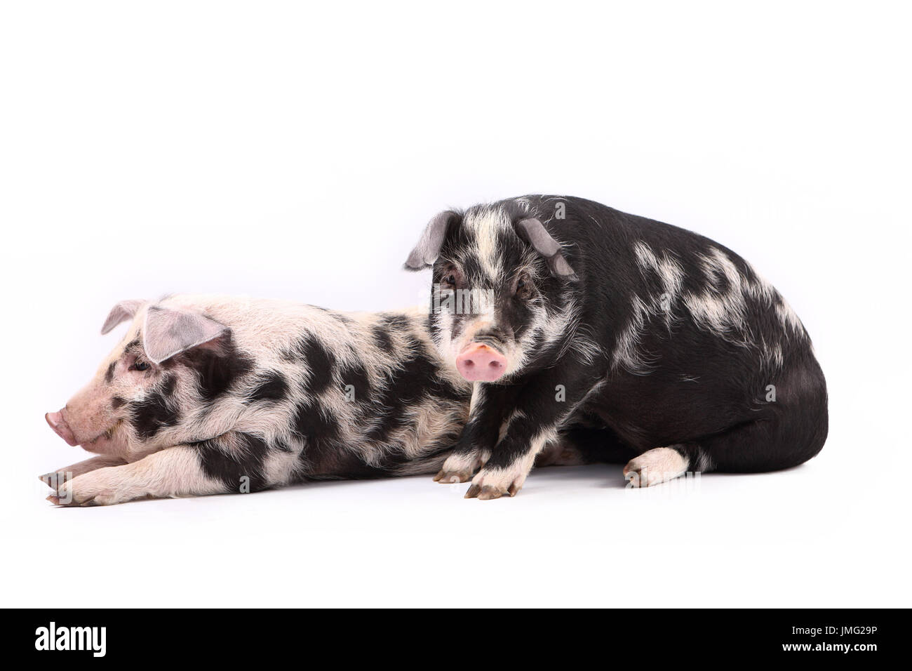 Turopolje Schweine. Zwei Ferkel: sitzen, liegen. Studio Bild vor einem weißen Hintergrund. Deutschland Stockfoto