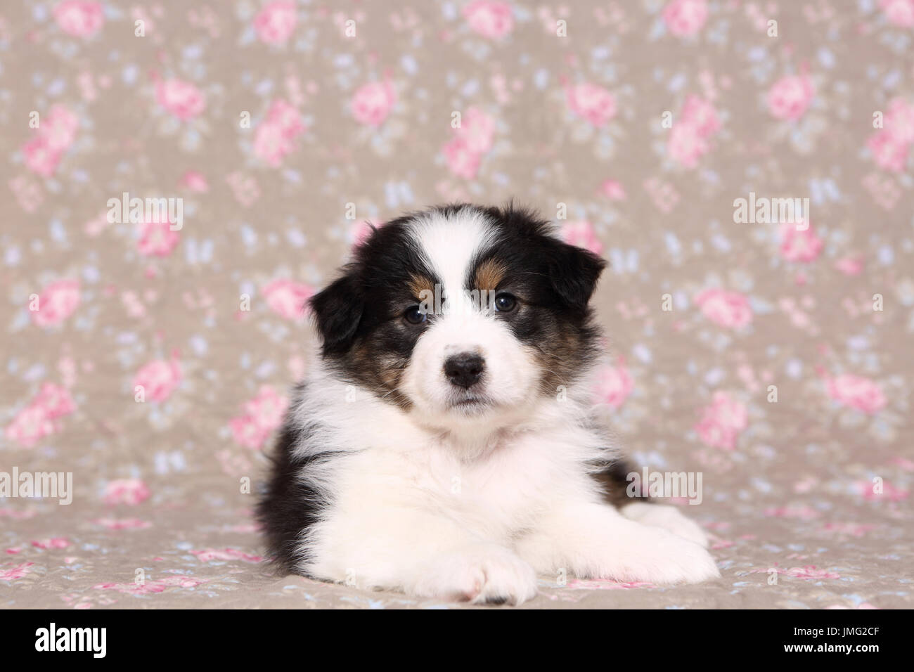 Australian Shepherd. Welpen (6 Wochen alt) liegen. Studio Bild gegen ein florales Design Tapete gesehen. Deutschland Stockfoto