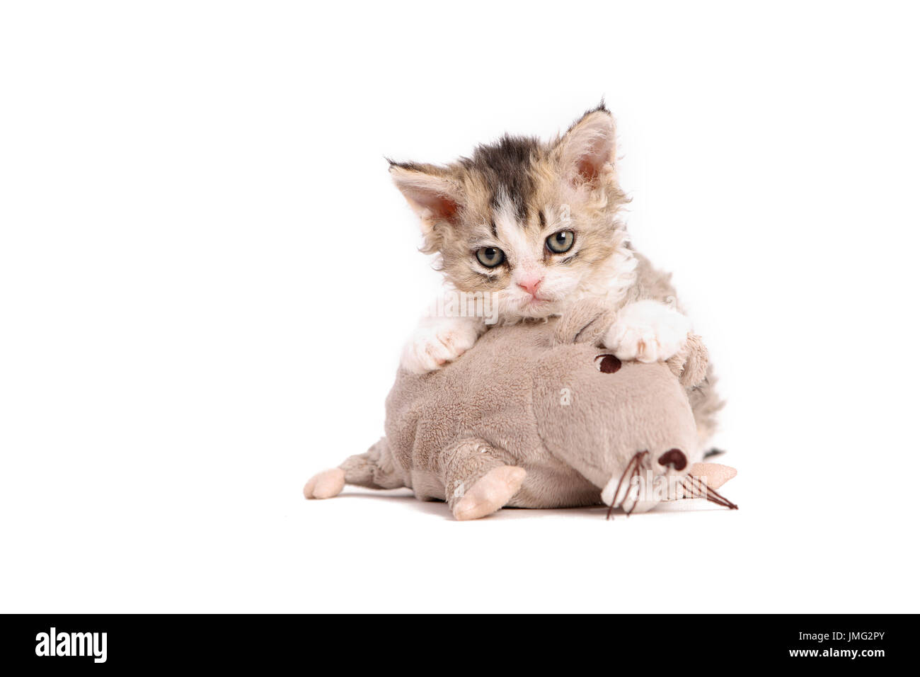 Selkirk Rex. Kätzchen (6 Wochen alt) mit Spielzeug-Maus. Studio Bild vor einem weißen Hintergrund. Deutschland Stockfoto