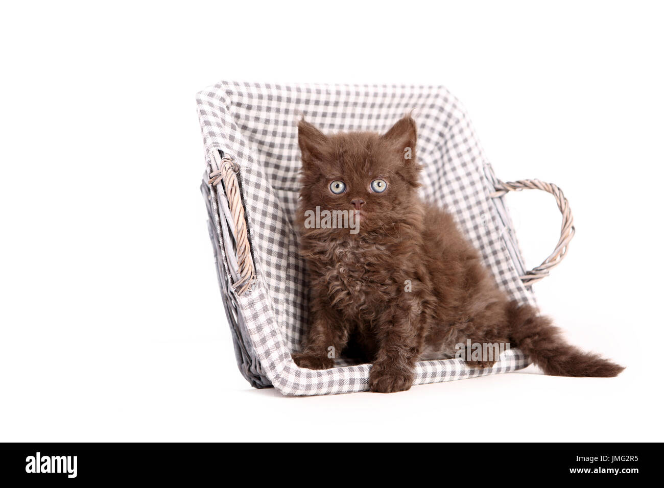 Selkirk Rex. Kätzchen (6 Wochen alt) sitzt in einem Korb. Studio Bild vor einem weißen Hintergrund. Deutschland Stockfoto