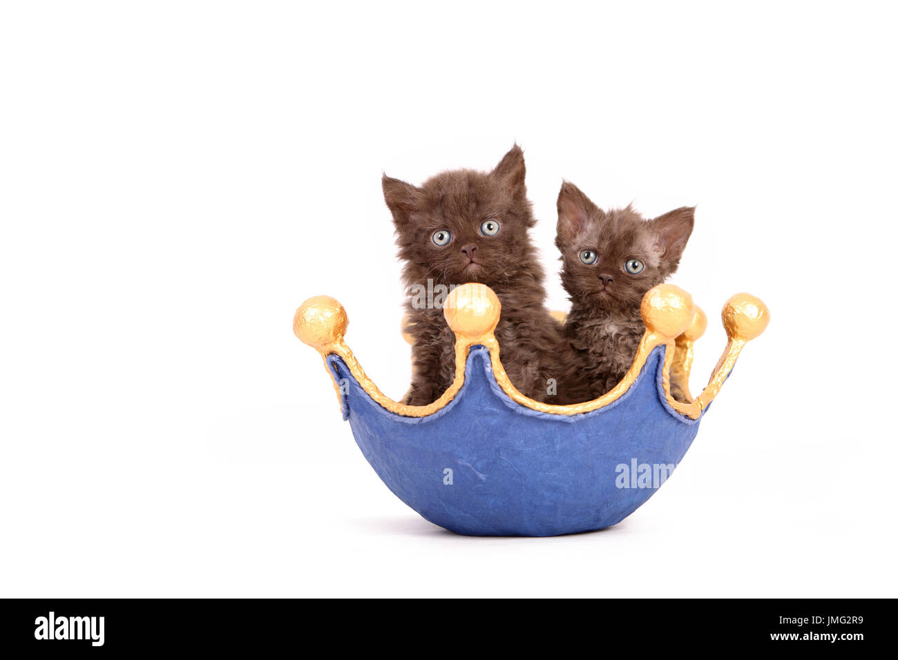 Selkirk Rex. Zwei Kätzchen (6 Wochen alt) in eine Schüssel, die wie eine Krone geformt. Studio Bild vor einem weißen Hintergrund. Deutschland Stockfoto