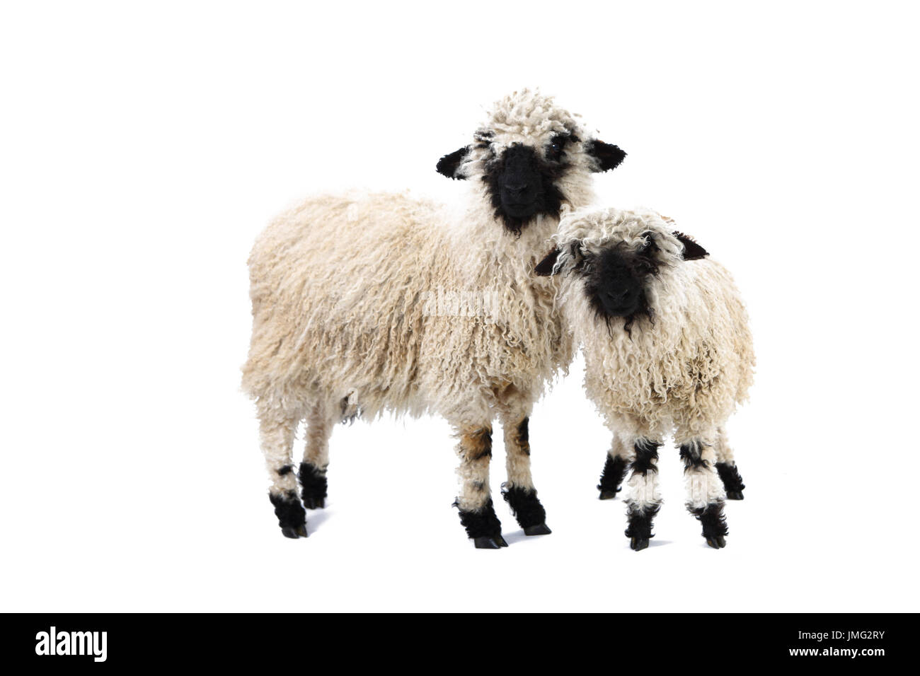 Walliser Schwarznasen Schafe. Zwei Lämmer stehend. Studio Bild vor einem weißen Hintergrund. Deutschland Stockfoto