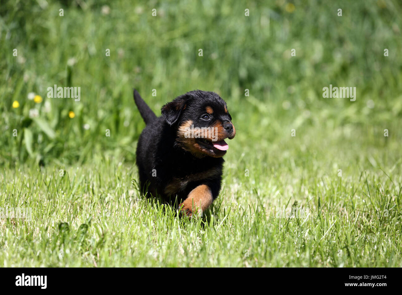 Rottweiler. Welpen (6 Wochen alt), die auf einer Wiese. Deutschland Stockfoto