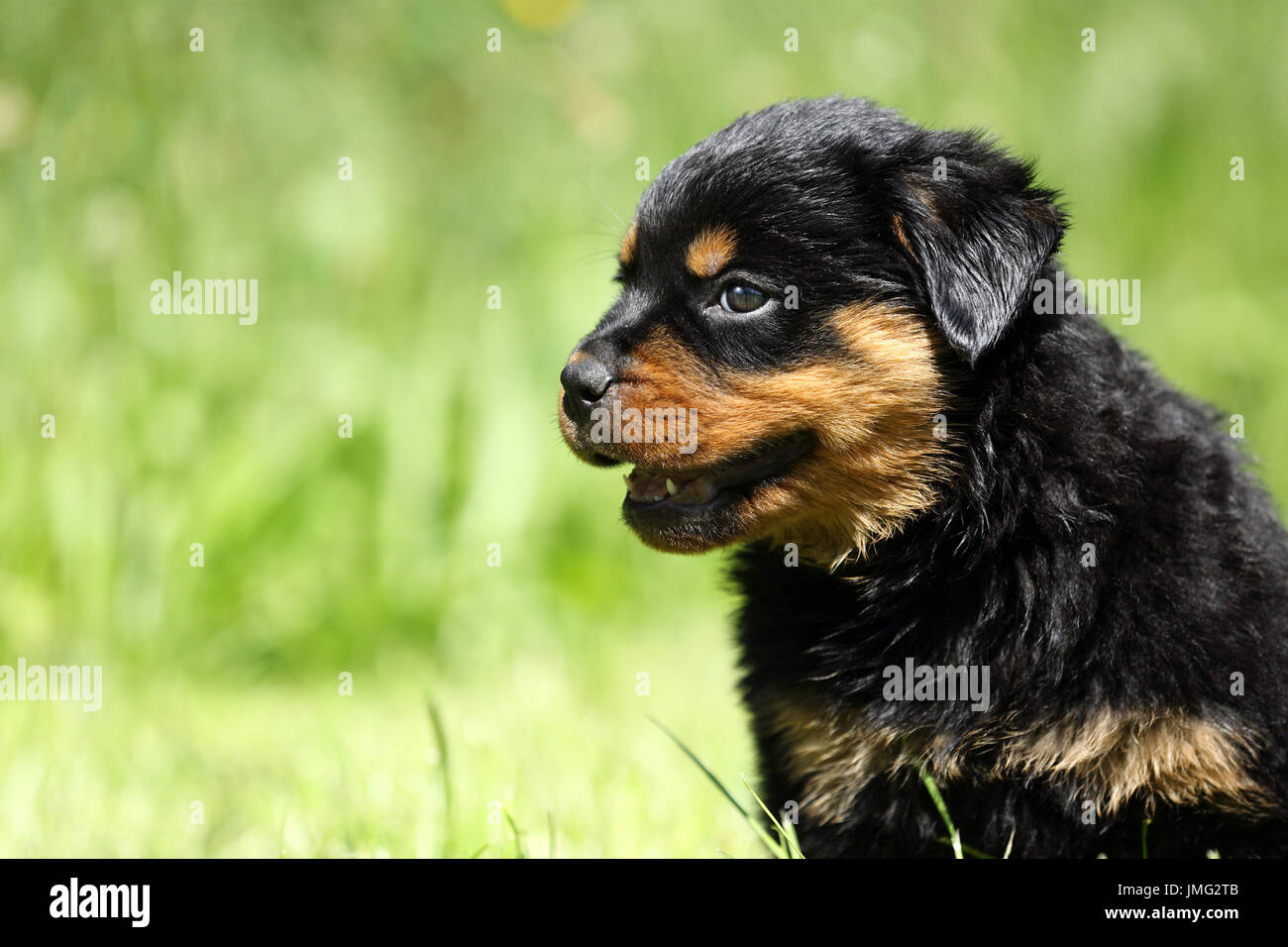 Rottweiler. Porträt des Welpen (6 Wochen alt), keuchend. Deutschland Stockfoto