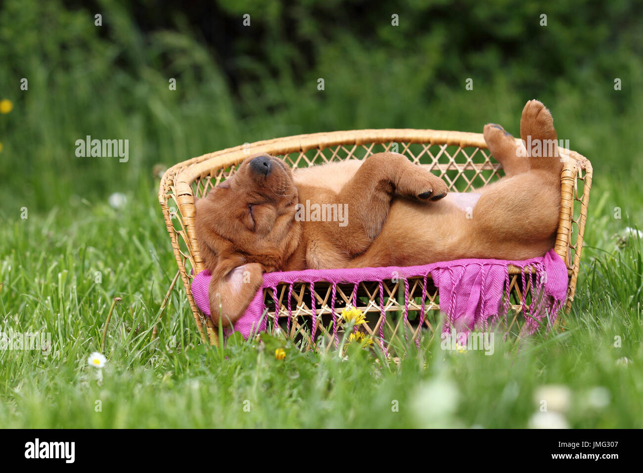 Labrador Retriever. Welpen (6 Wochen alt) schläft auf einer Bank. Deutschland Stockfoto