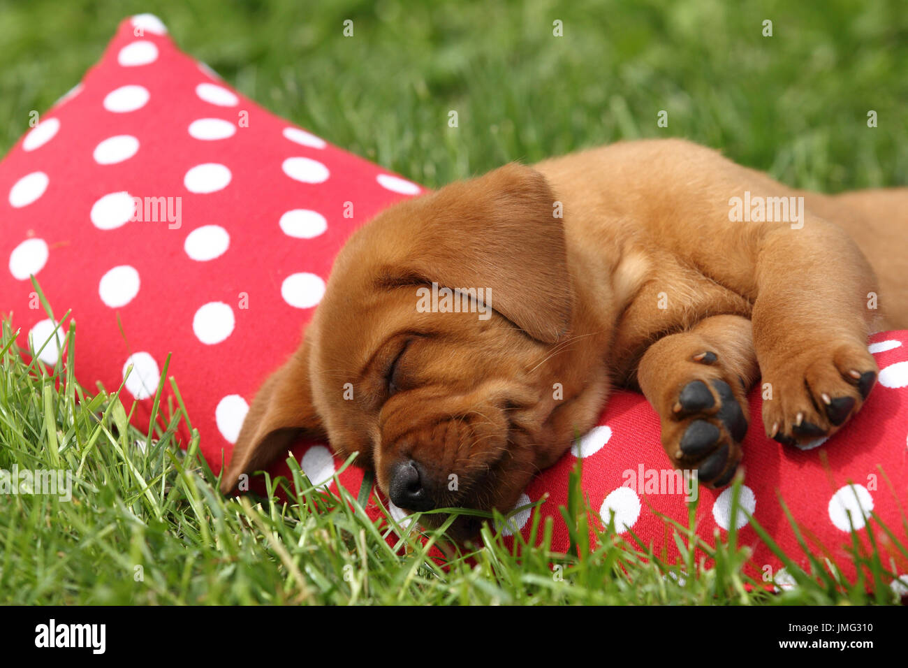 Labrador Retriever. Welpen (6 Wochen alt) schläft auf einem roten Kissen mit weißen Tupfen. Deutschland Stockfoto