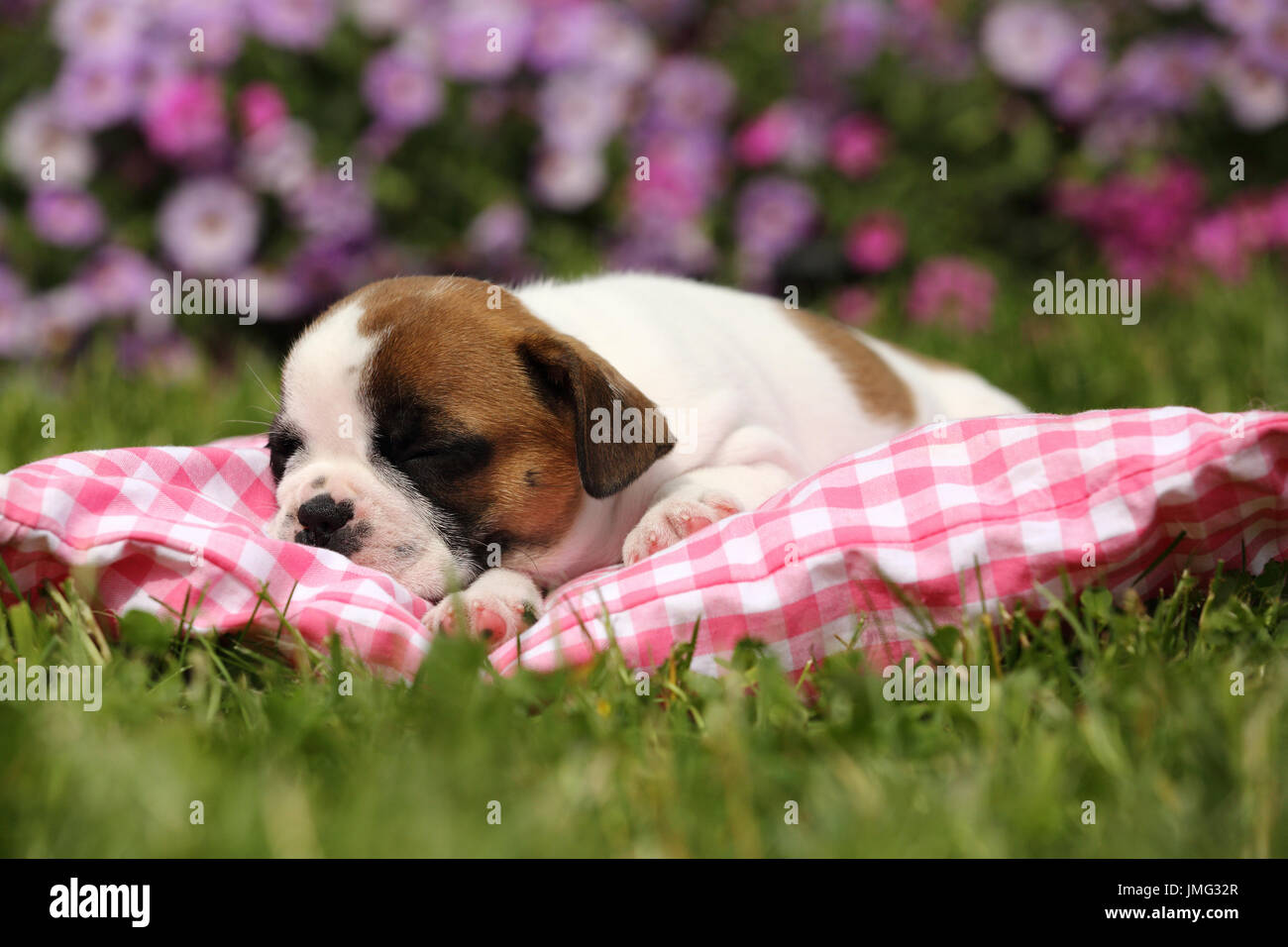 Französische Bulldogge. Welpen (6 Wochen alt) auf einem rot karierten Kissen schlafen. Deutschland Stockfoto