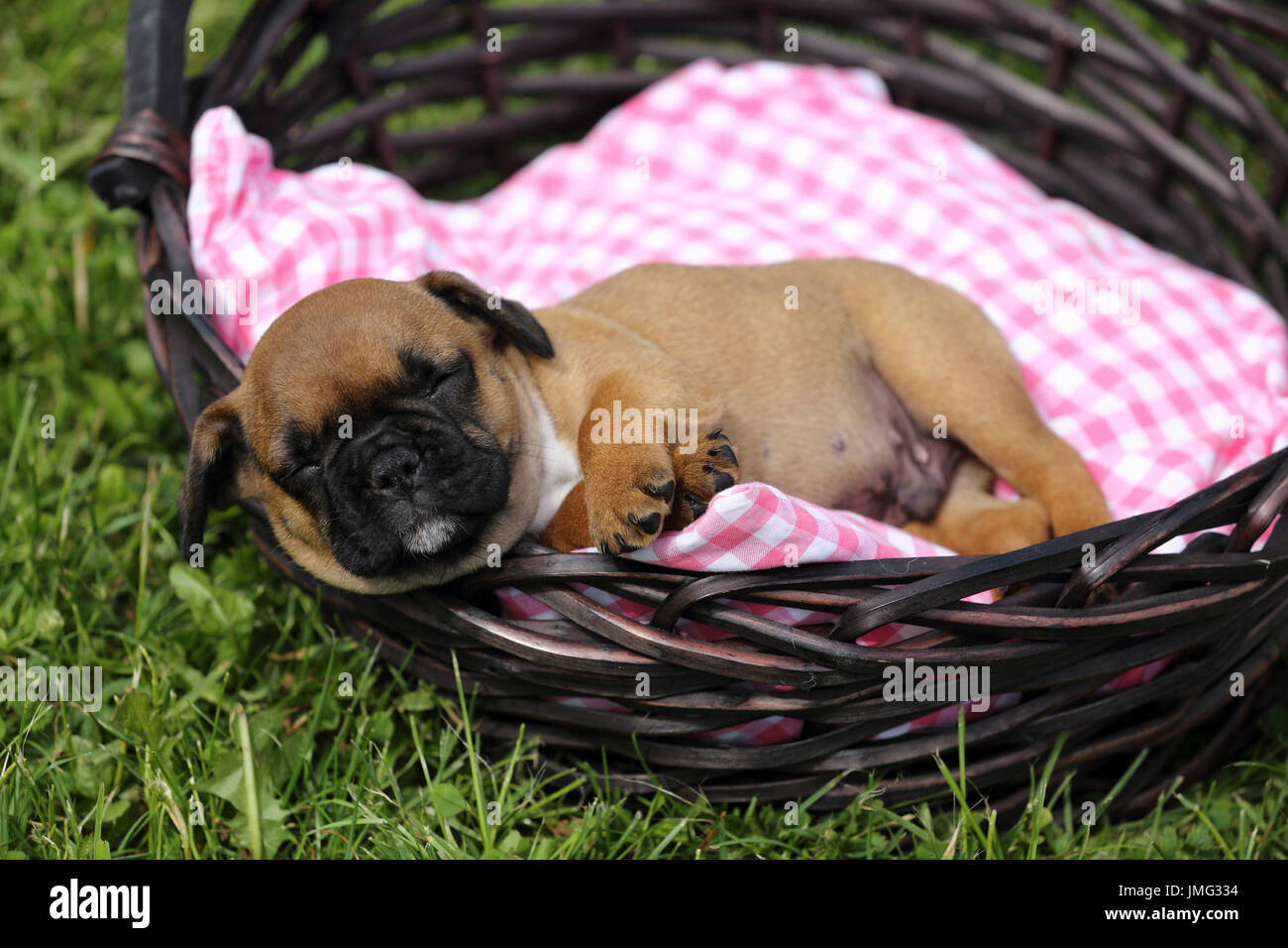 Französische Bulldogge. Welpen (6 Wochen alt) schläft in einem Korb. Deutschland Stockfoto