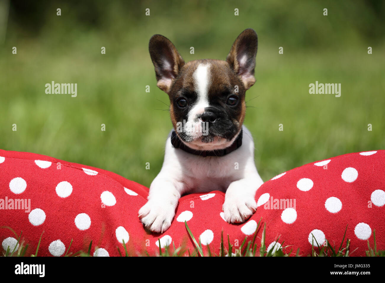 Französische Bulldogge. Welpen (6 Wochen alt) liegen auf einem roten Kissen mit weißen Tupfen. Deutschland Stockfoto