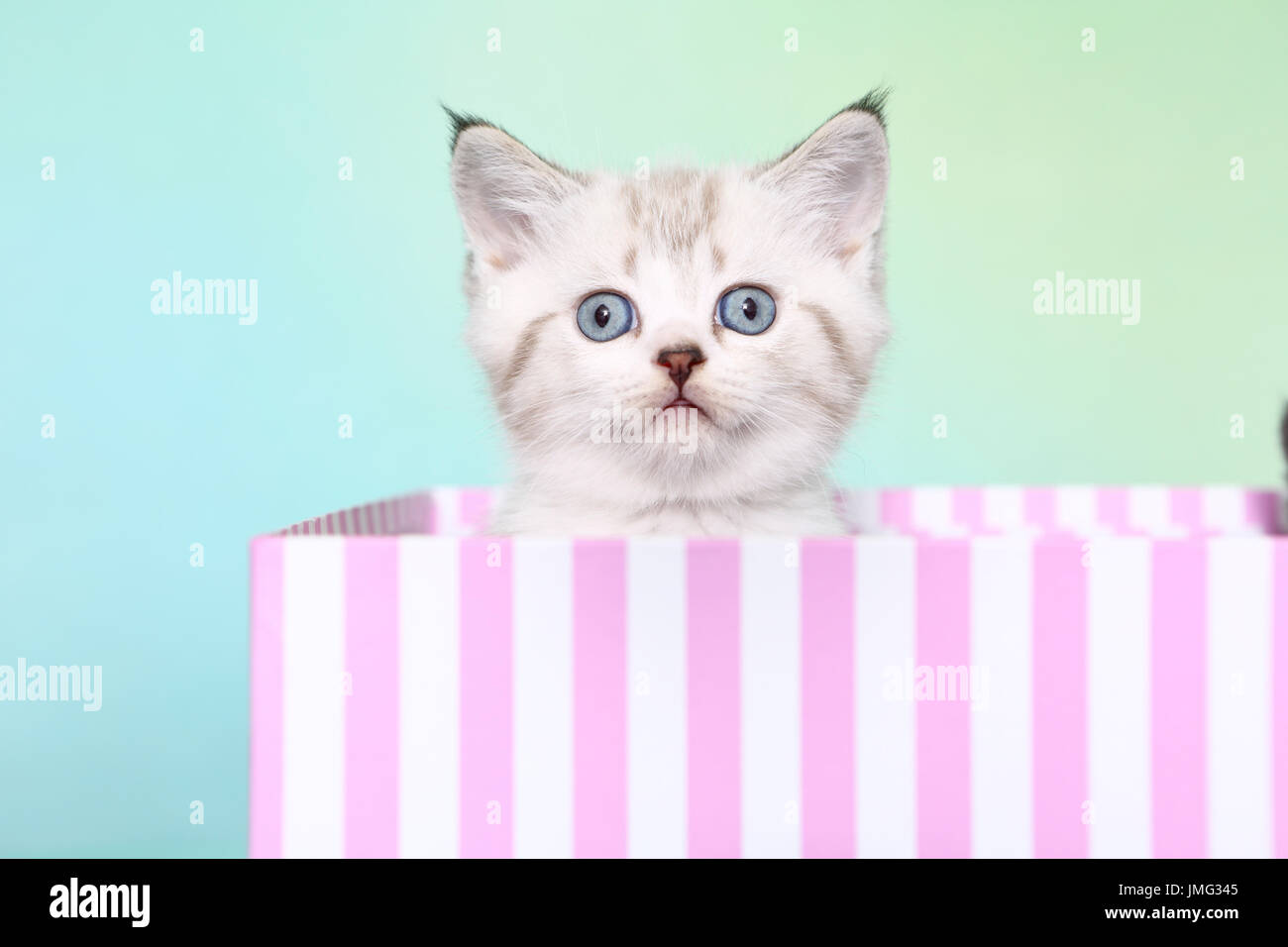 Selkirk Rex. Kätzchen (6 Wochen alt) sitzt im abisolierten Karton. Studio Bild vor einem hellblauen Hintergrund. Deutschland Stockfoto