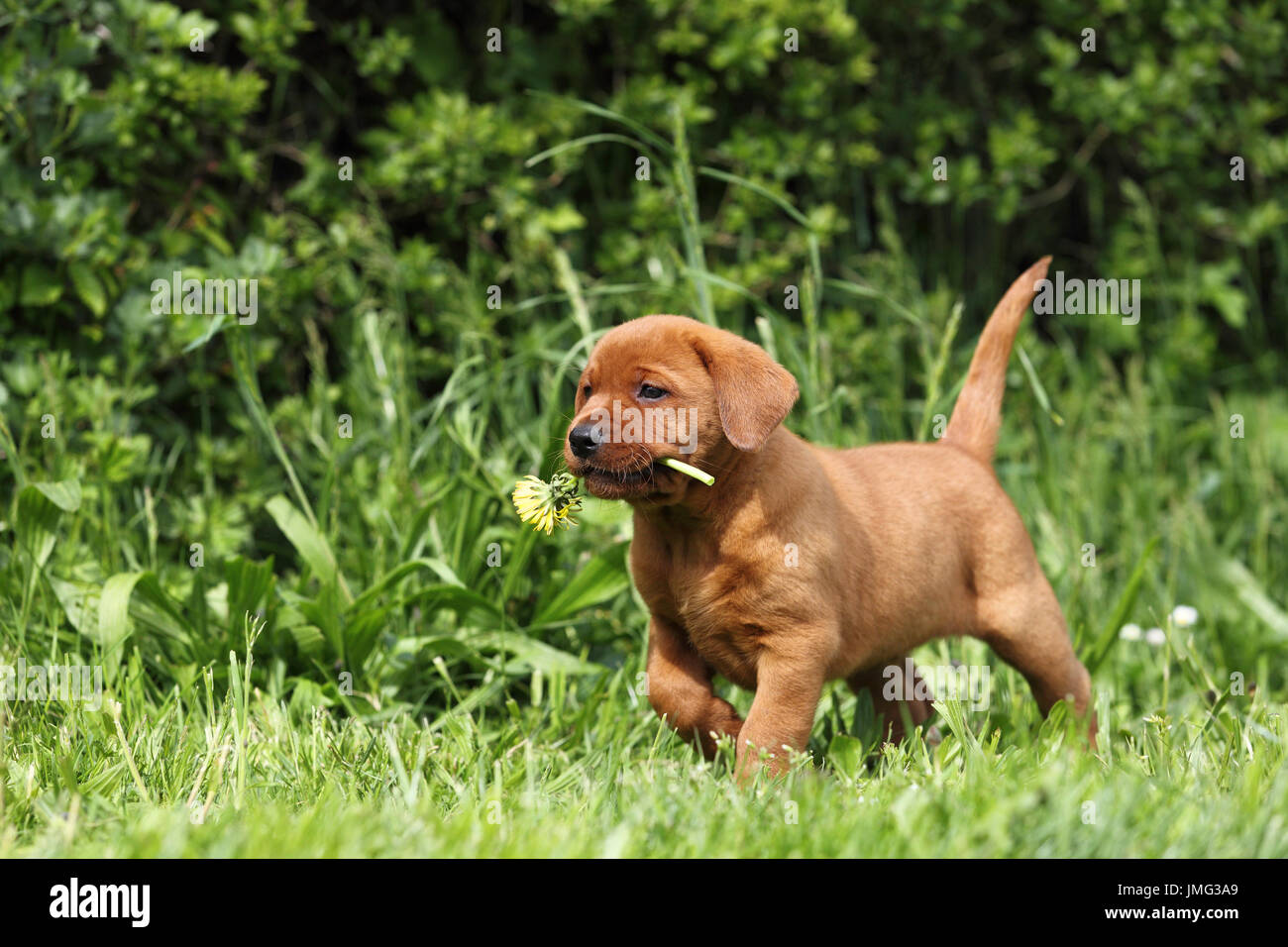 Labrador Retriever. Stolz auf Welpen (6 Wochen alt) Fuß auf einer Wiese, eine Blume Löwenzahn holen. Deutschland Stockfoto