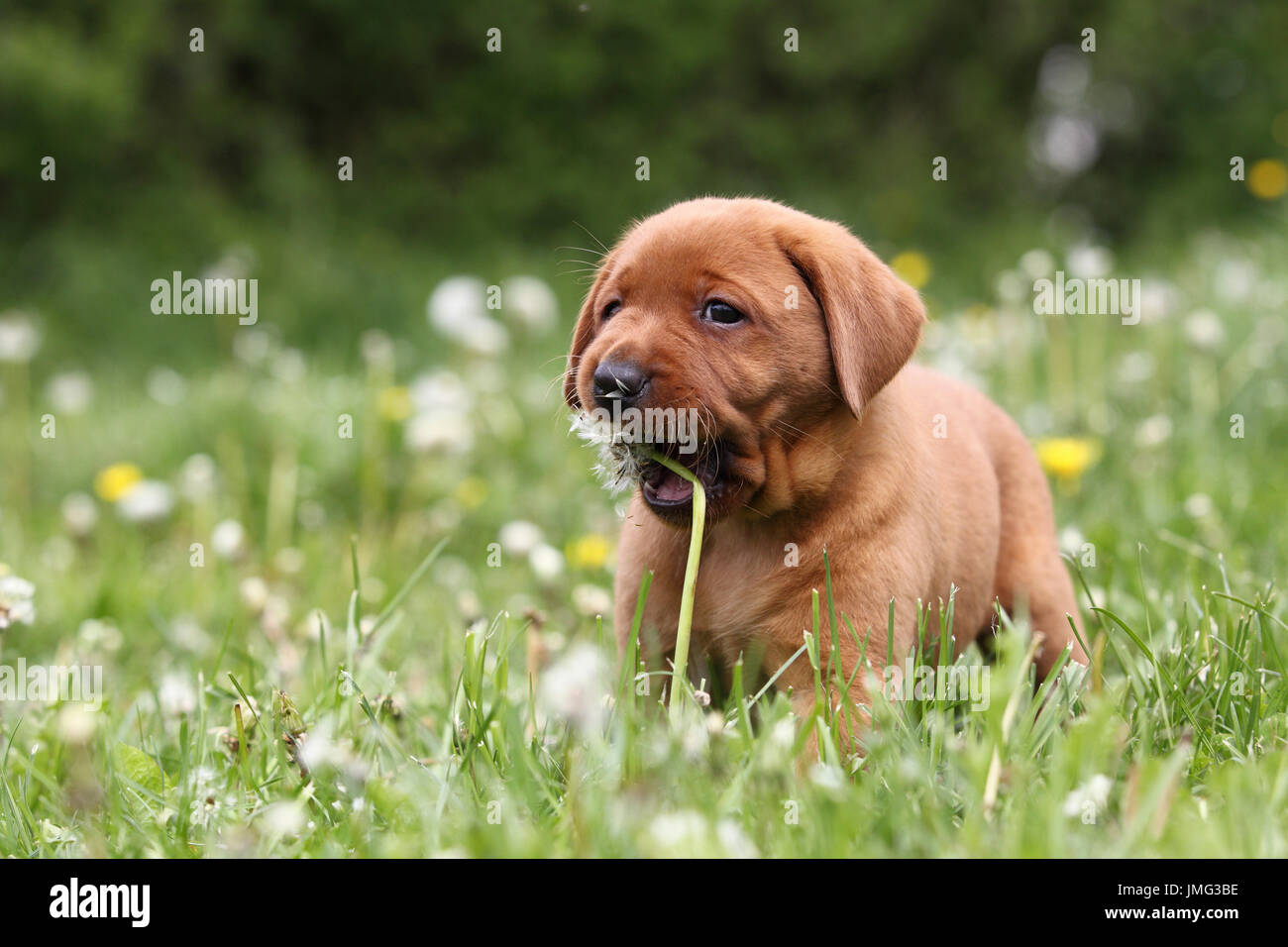 Labrador Retriever. Welpe (6 Wochen alt) auf blowball nagen. Sequenz: 2 der 4. Deutschland Stockfoto
