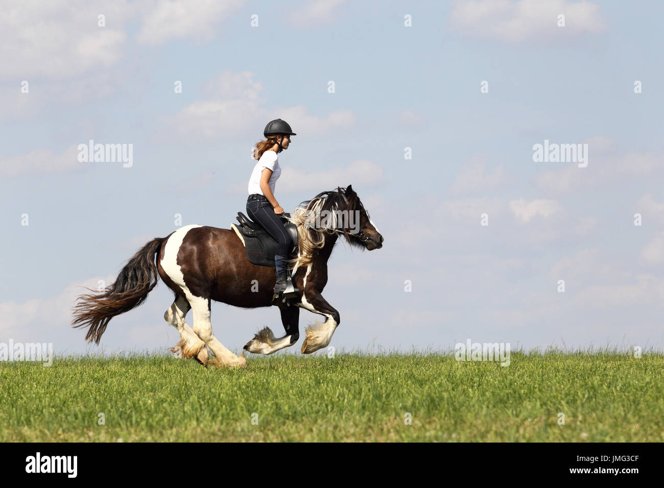 Gypsy Cob. Reiter auf eine Stute im Galopp auf einer Wiese. Deutschland Stockfoto