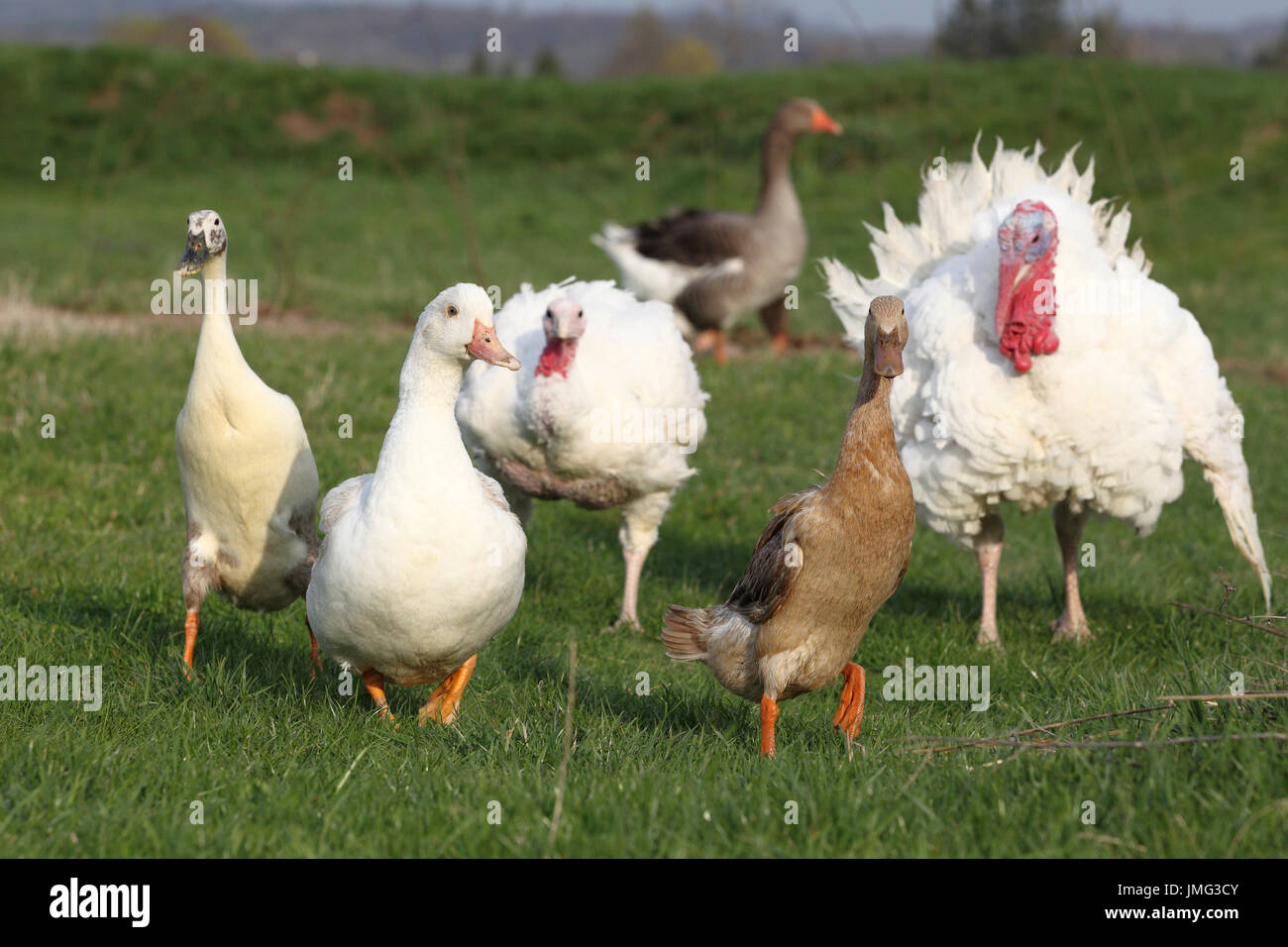 Geflügel (Indian Runner Duck, Barbarie-Ente, der Türkei und inländischen Gans) auf einer Wiese. Deutschland Stockfoto