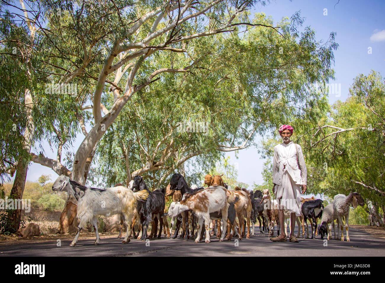 Ziegenhirte mit seiner Herde. Ranakpur, Rajasthan, Indien Stockfoto