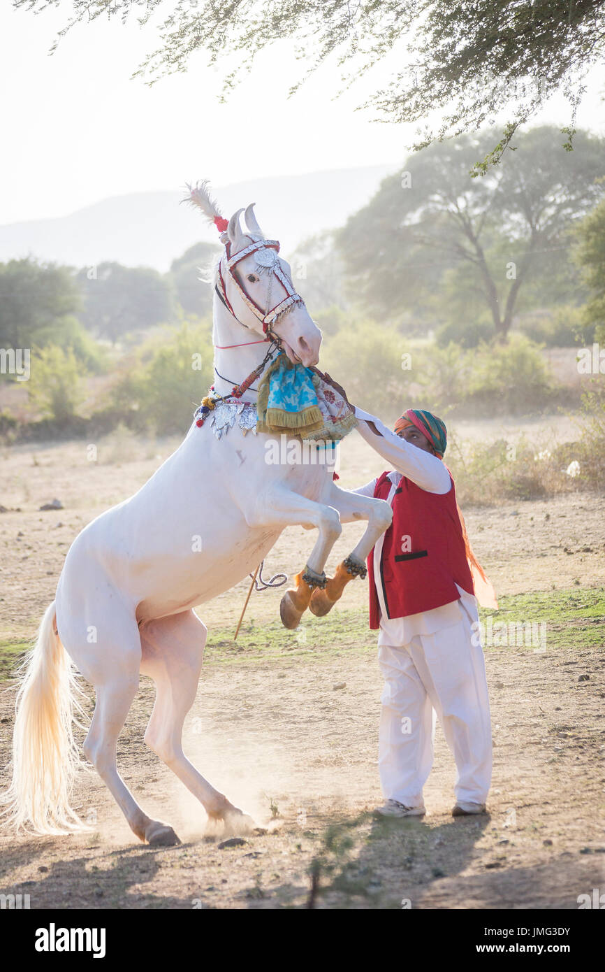 Marwari Pferde. Dominierende weiße Stute während eines traditionellen Pferd Tanzes Aufzucht. Rajasthan, Indien Stockfoto