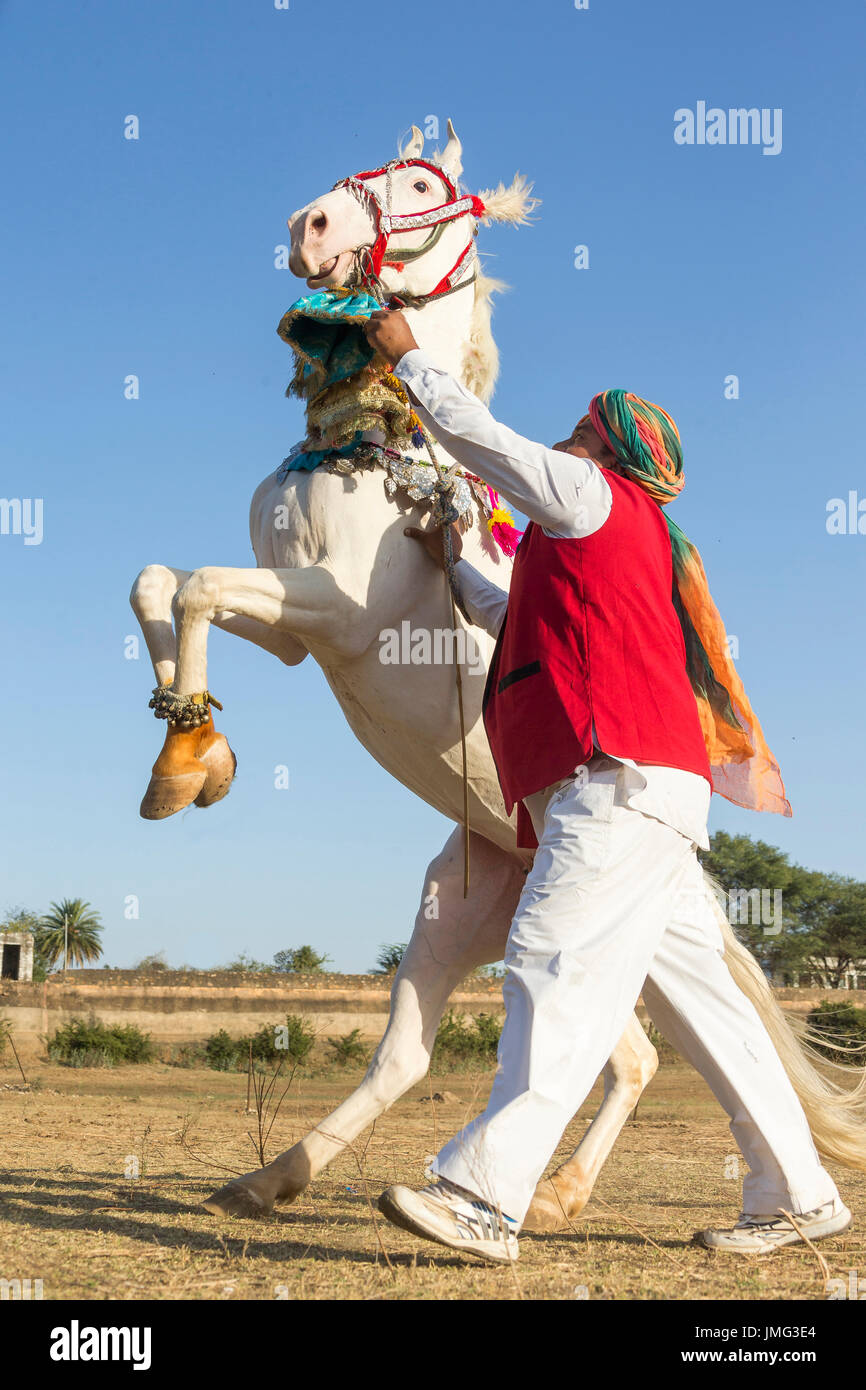 Marwari Pferde. Dominierende weiße Stute während eines traditionellen Pferd Tanzes Aufzucht. Rajasthan, Indien Stockfoto