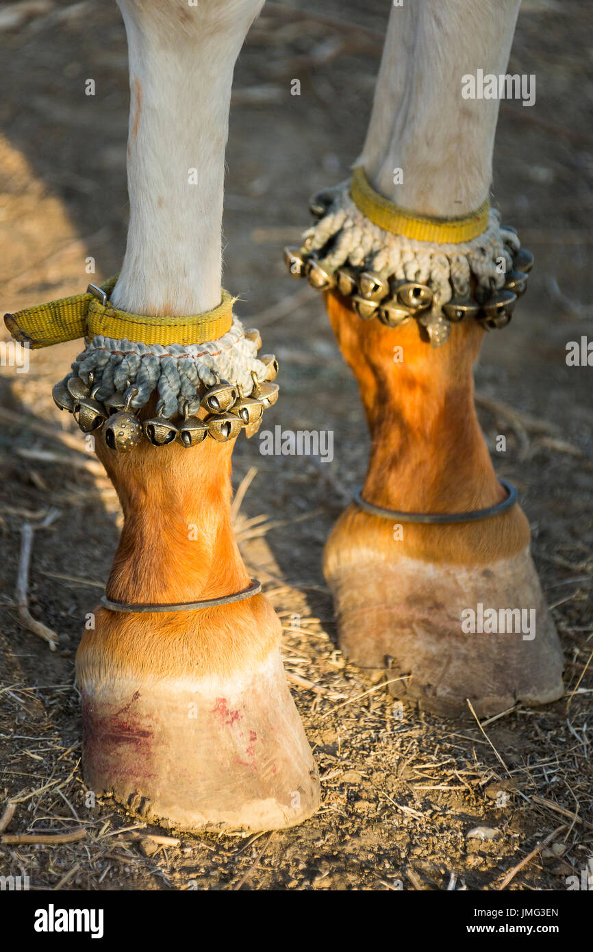 Marwari Pferde. Glöckchen an den Füßen der tanzenden Pferde. Rajasthan, Indien. Stockfoto