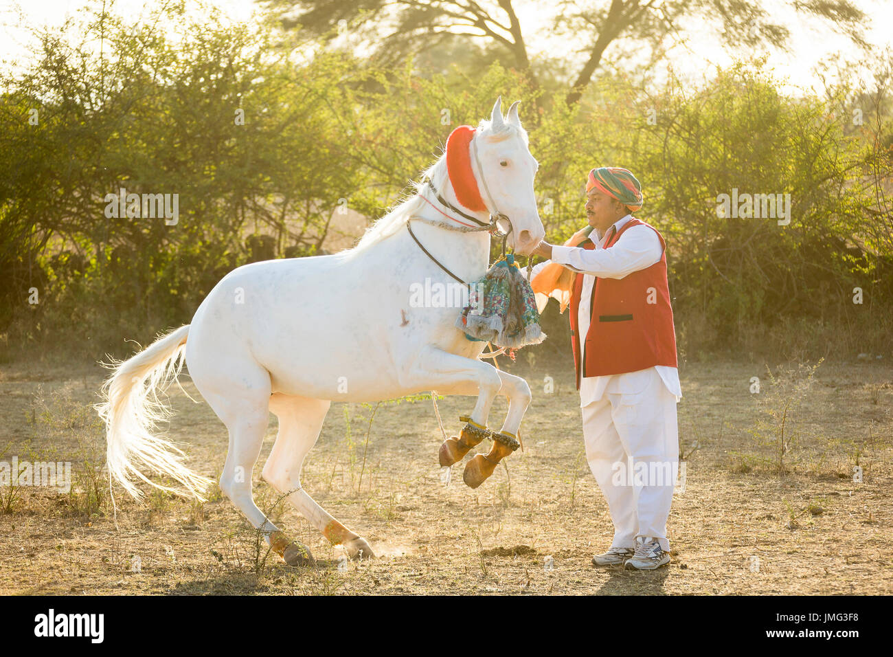 Marwari Pferde. Dominierende weiße Stute eine Levade während eines traditionellen Pferd Tanzes durchführen. Rajasthan, Indien Stockfoto