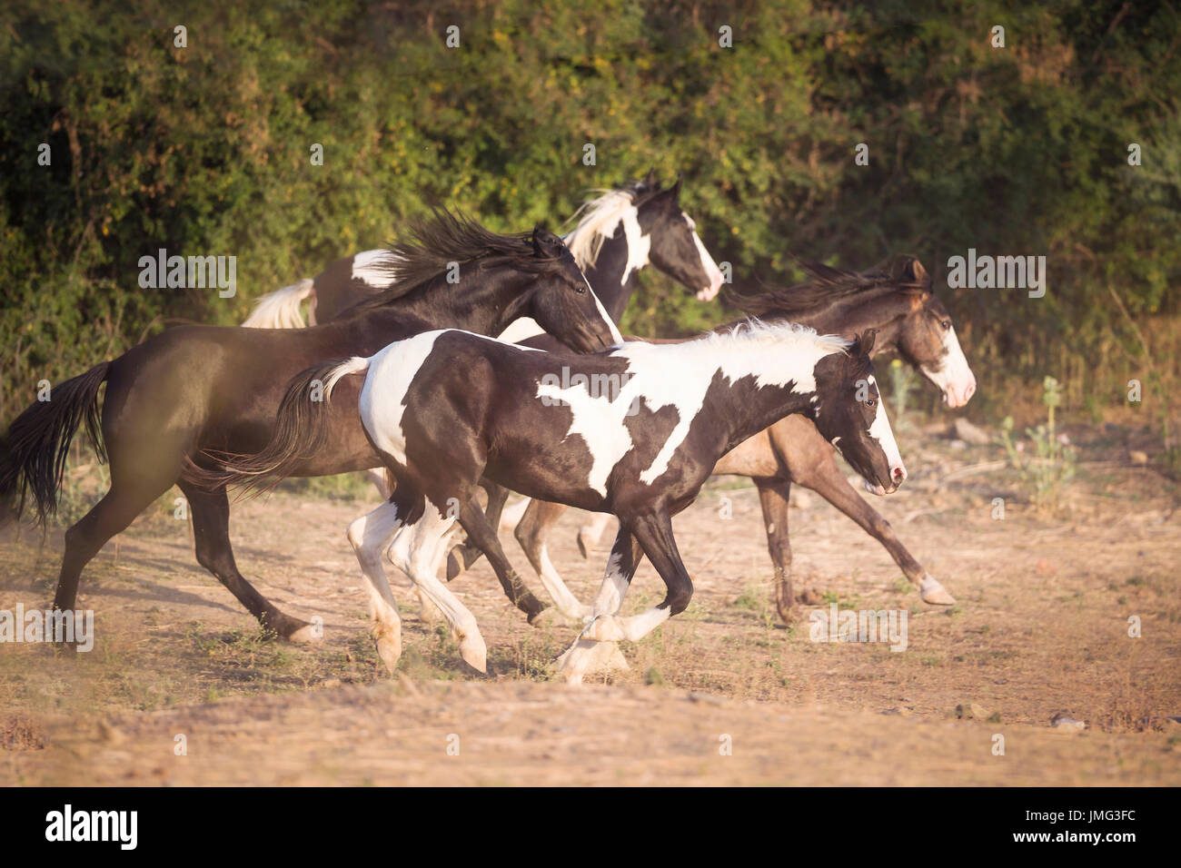 Marwari Pferde. Gruppe im Galopp in Trockenrasen. Indien Stockfoto