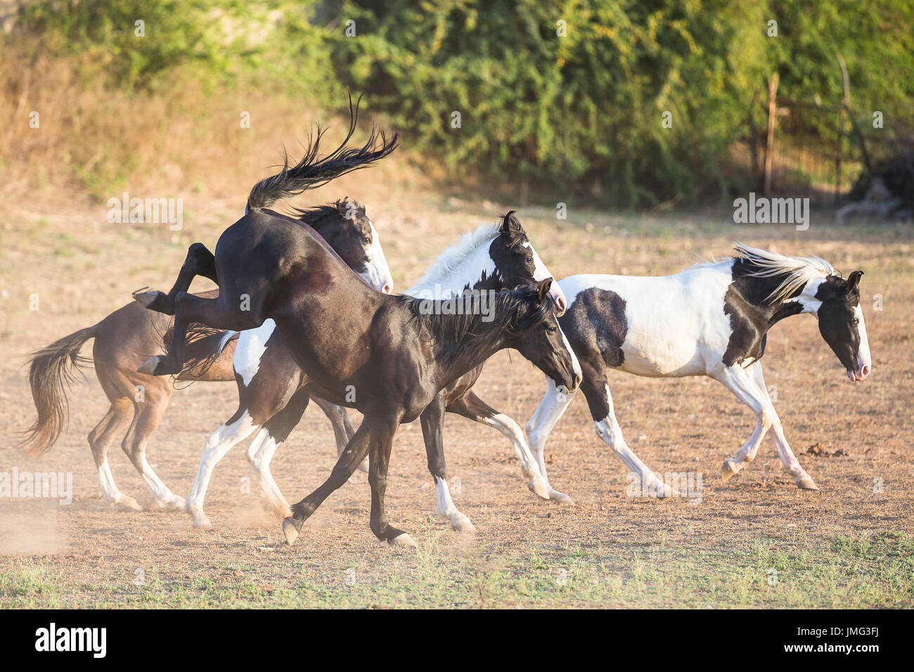 Marwari Pferde. Gruppe im Galopp in Trockenrasen. Indien Stockfoto